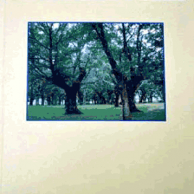 Los robles de mi pradera
