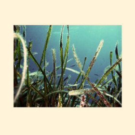 Praderas de posidonia