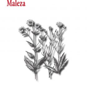 Maleza